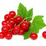 Red Currant