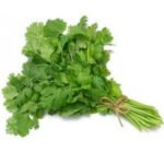 Coriander